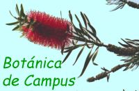 Logo: Botánica de Campus