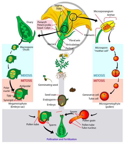 ciclo de angiosperma