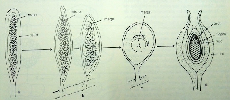 Evolución del esporangio al óvulo