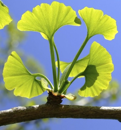 Braquiblsto con hojas de Ginkgo biloba