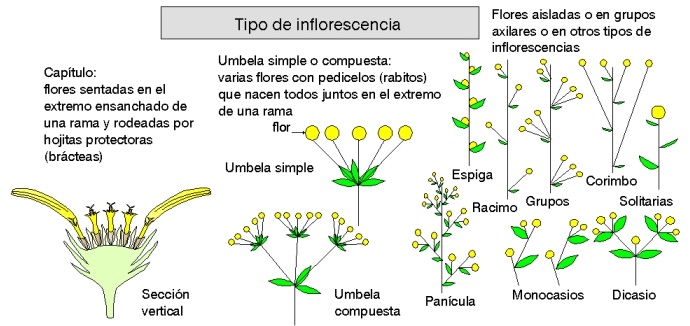 Tipos de inflorescencias Flodhis