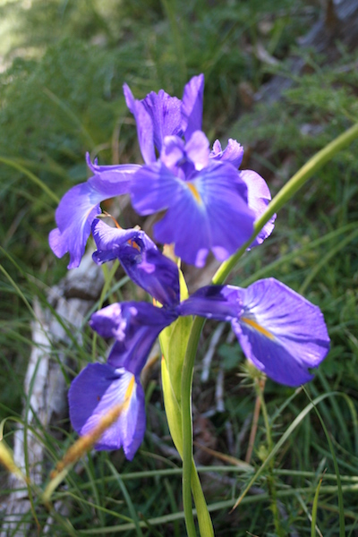 Iris latifolia en Ordesa
