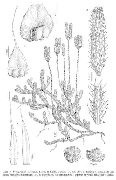 Lycopodium clavatum
