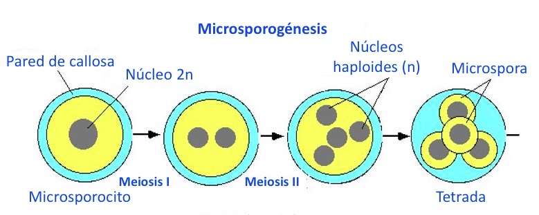 Microsporogénesis en angiospermas