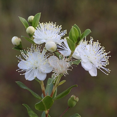 Flores poliándricas de Myrtus communis