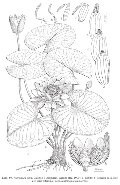 Lámina de Nymphaea alba (Flora iberica)