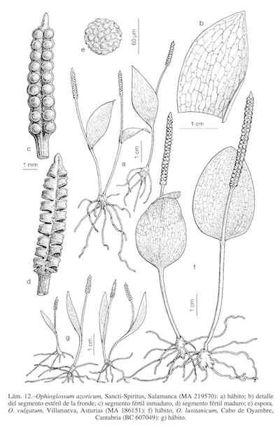 Lámina de Ophioglossum