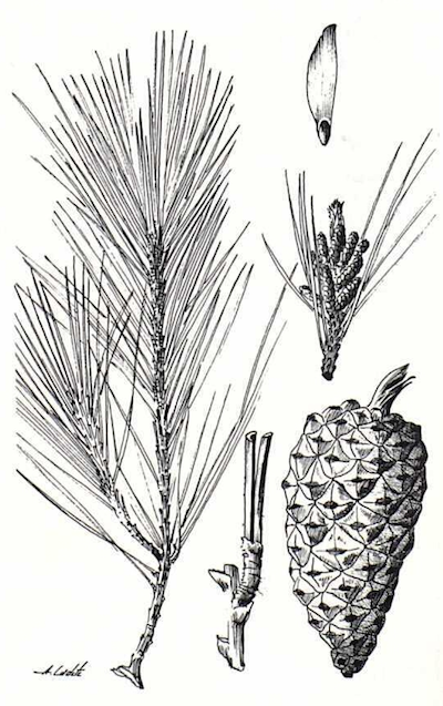 Icono de Pinus halepensis
