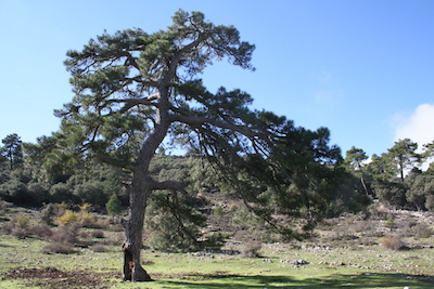 Pinus nigra ssp. salzmannii