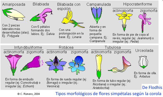 Tipos de flores simpétalas