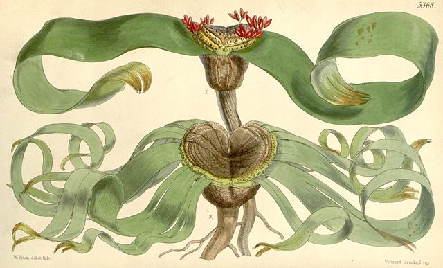 Lmina de Welwitschia