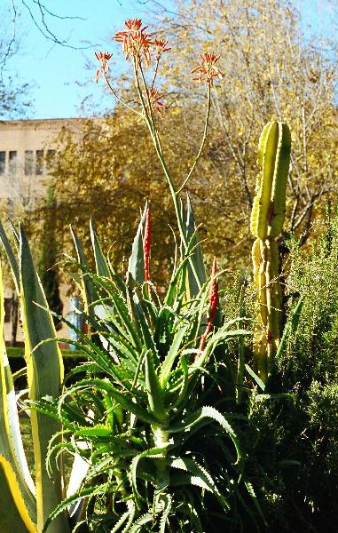 Aloe arborescens