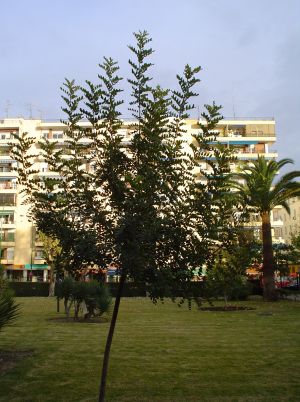 algarrobo joven