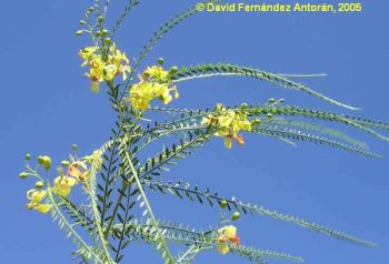 Flores de Parkinsonia