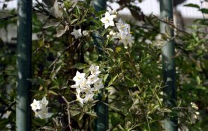 Solanum jasminoides - Flora Ornamental del Campus Reina Mercedes