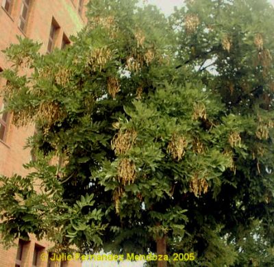 Sophora con frutos