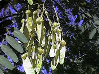 Frutos de Tipuana