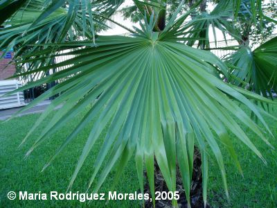 Hoja de Washingtonia