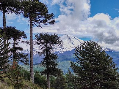 Araucarias en Chile