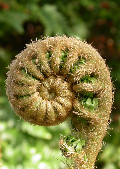 Fronde
              circinado