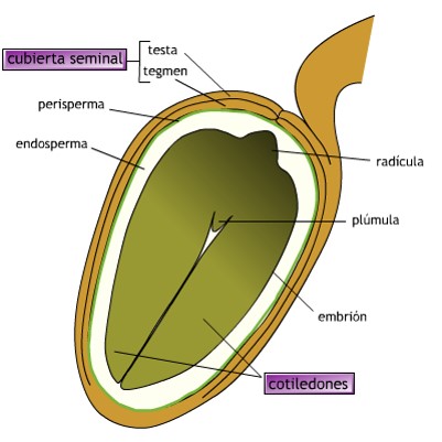 Corte de semilla