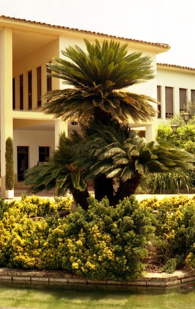 Cycas en el Jardín Botánico de Córdoba