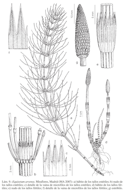 Lámina de Equisetum