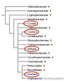 Filogenia de Spermatopsida