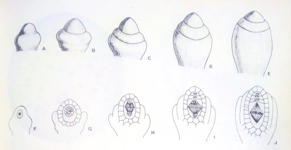 Megasporogénesis