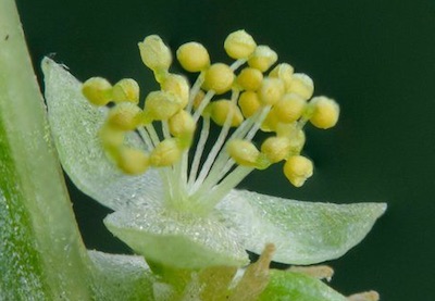 Flor masculina de Mercurialis