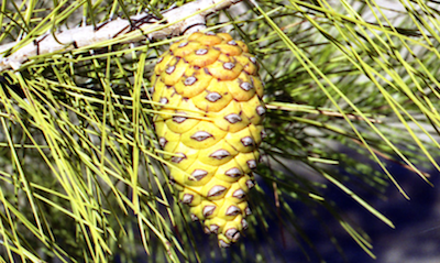 Pinus halepensis